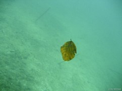 Wasserblatt Wasserblatt