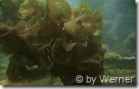 Unterwasserwelt bei der V83