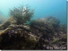 Christbaum mit der Aalrute am Gipfel