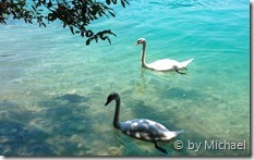 Schw&auml;ne bei den Hinkelsteinen