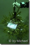 Christbaum von U-96