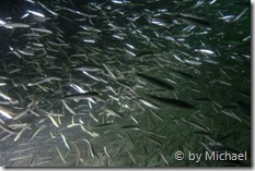 Fischschwarm bei den Hinkelsteinen