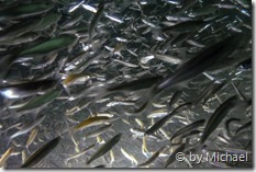 Fischschwarm bei den Hinkelsteinen