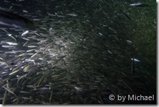 Fischschwarm bei den Hinkelsteinen