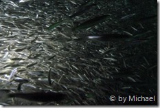 Fischschwarm bei den Hinkelsteinen